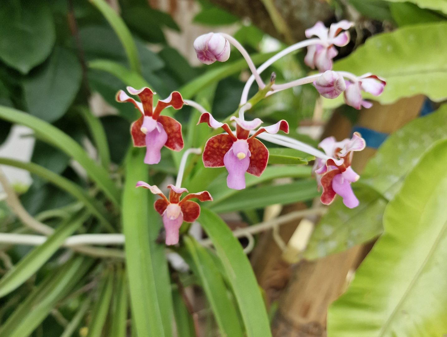 beautiful orchid with small flowers