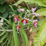 beautiful orchid with small flowers