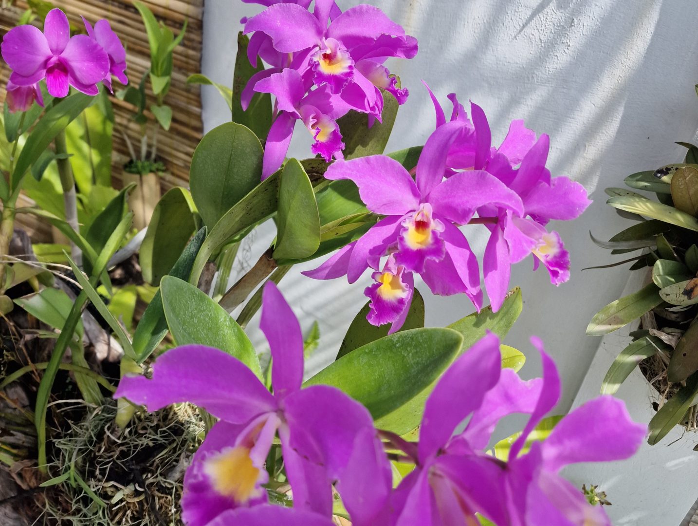 beautiful pink orchid