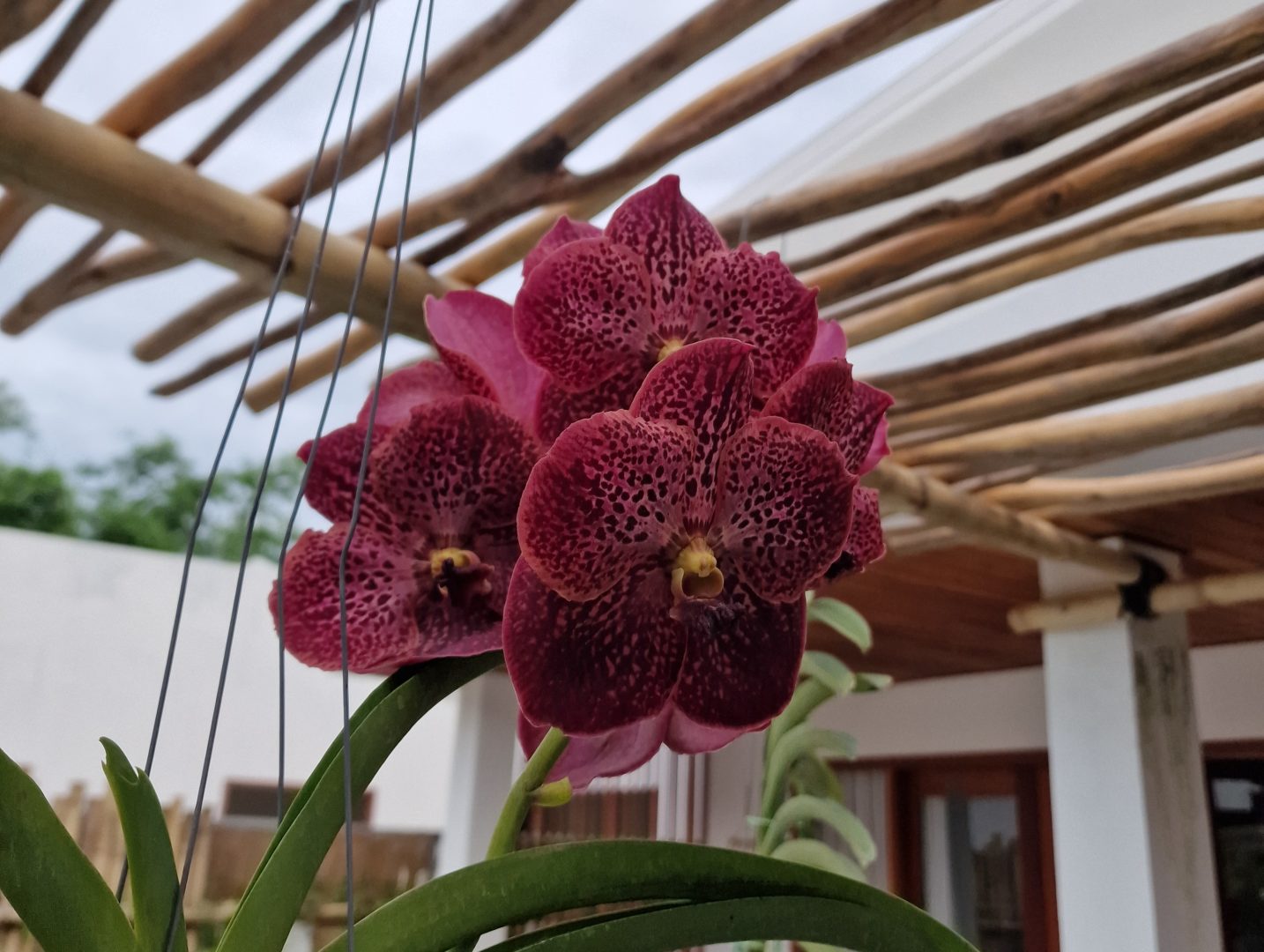 beautiful dark red orchid