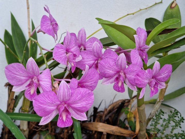 beautiful orchids