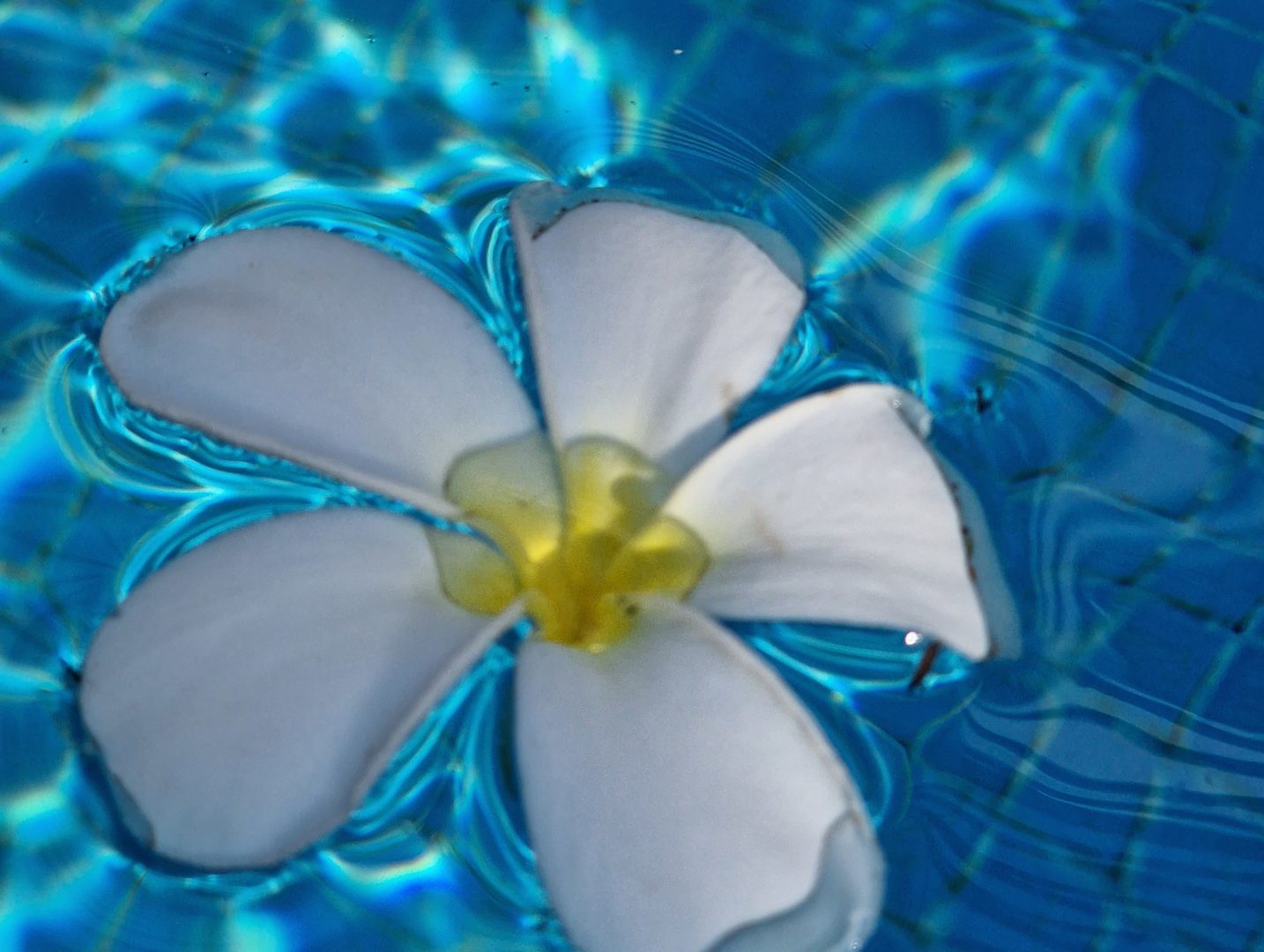 sweet smelling Frangipani flower falling in pool