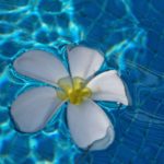 sweet smelling Frangipani flower falling in pool